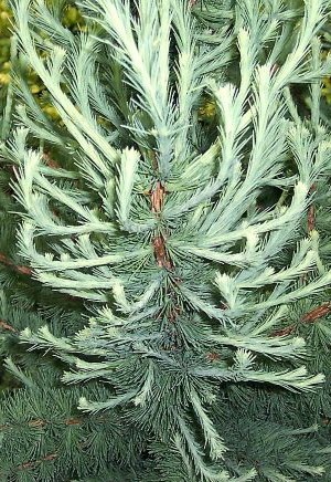 Лиственница американская Тарадант